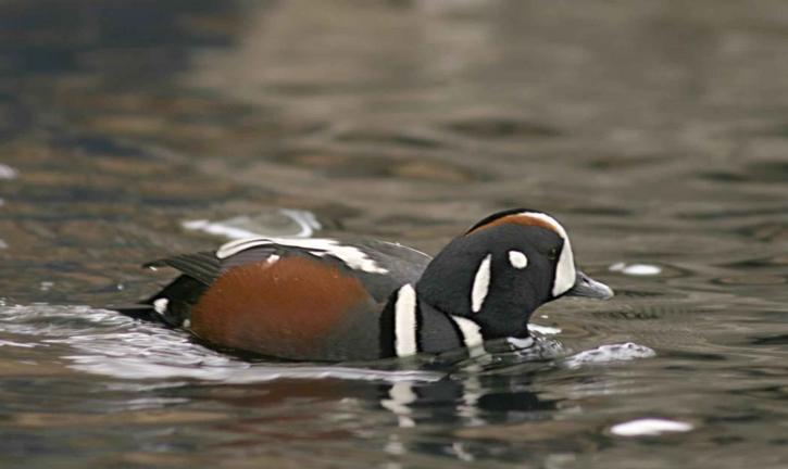 histrionicus histrionicus, male, harlequin, duck