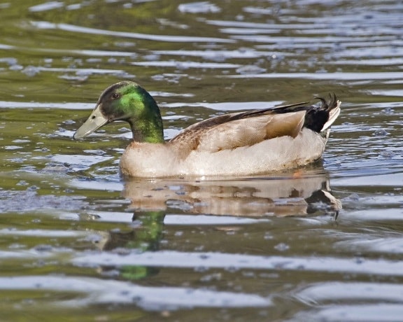 хибрид, кръстосвани, зеленоглава патица, патица