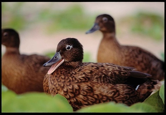 ameaçadas de extinção, laysan, patos