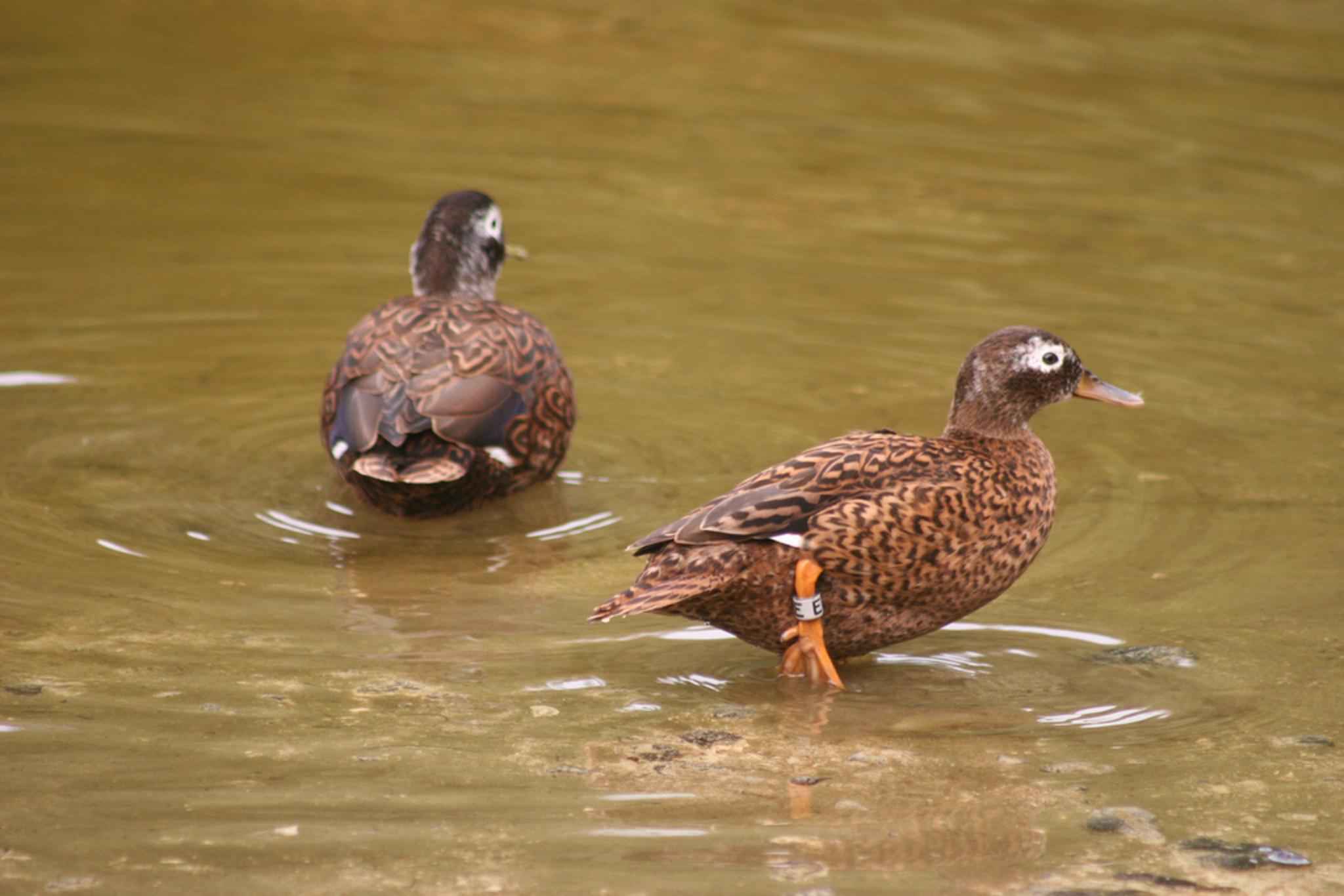 Регистрация уток. Laysan Duck. Stamp Laysan Duck Anas laysanensis. Foto Laysan Duck Anas laysanensis. Anas Water.