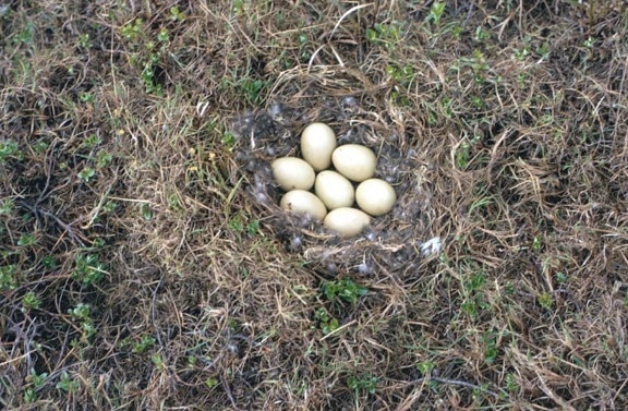 long, tailed, duck, nest, eggs