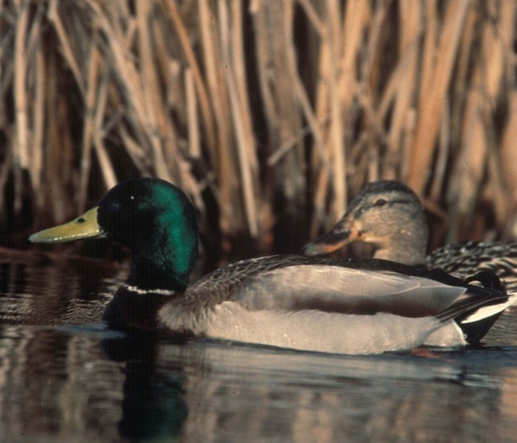 male, femal, mallard, ducks, water
