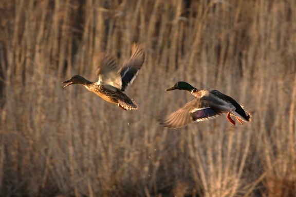 male, female, mallard, ducks, flight