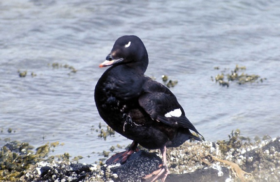 Erkek, beyaz, kanatlı, kara ördek, ayakta, su, melanitta fusca
