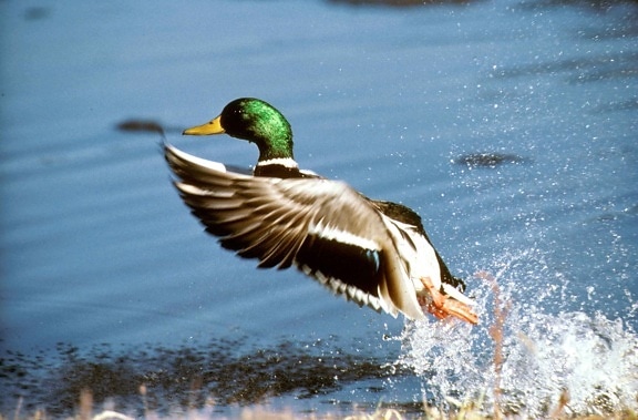 зеленоглава патица, Дрейк, птица, вода, Димо platyrhynchos