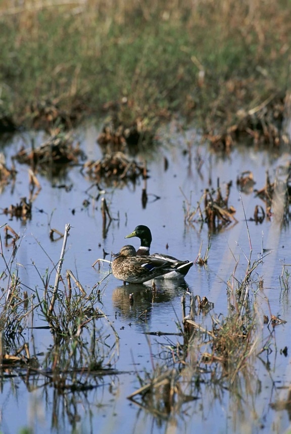 mallard, ducks, wetland