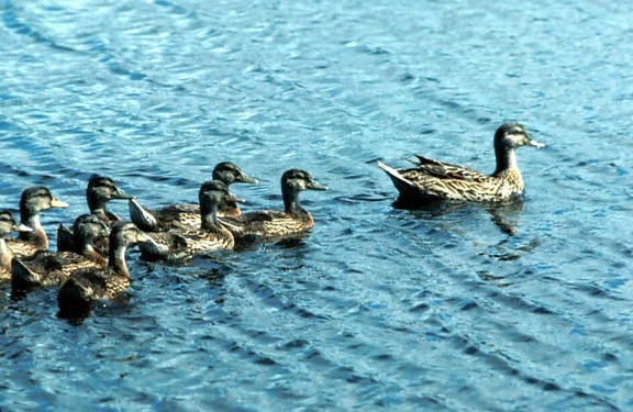 mallard, waterfowl, birds, lake