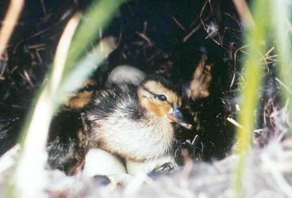 mallards, bird, chicks, nest, anas platyrhynchos