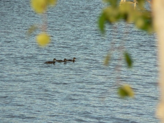 kaczki krzyżówki, jezioro