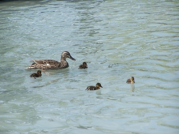mother, duck, ducklings