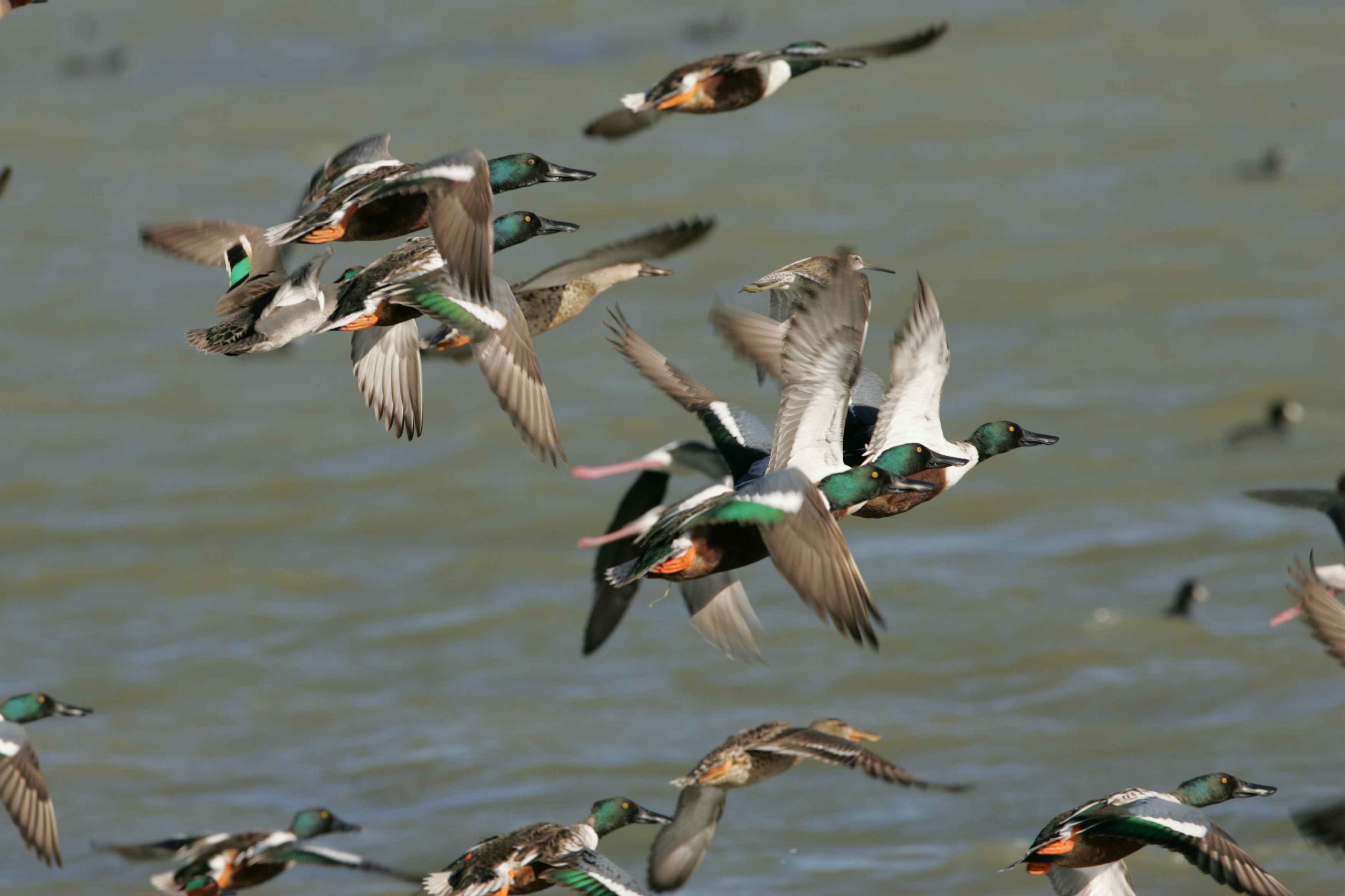 Flock Of Mallard Duck Flying