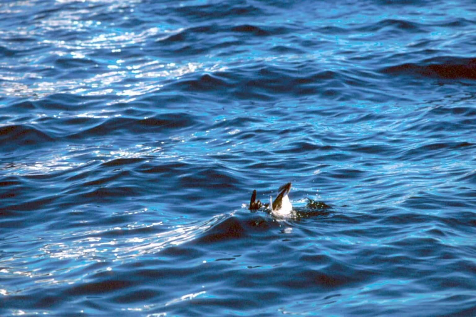 Free picture: oldsquaw, duck, long, tailed, duck, fishing, water