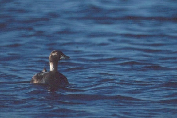oldsquaw, duck, long, tailed, duck, water