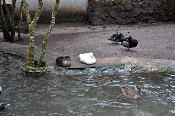 one, white, domestic duck, wild, ducks