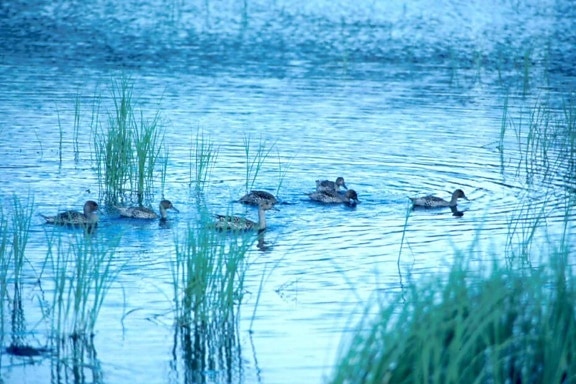 flock, pintail, duck, swimming, swamp, water, hunting, fish
