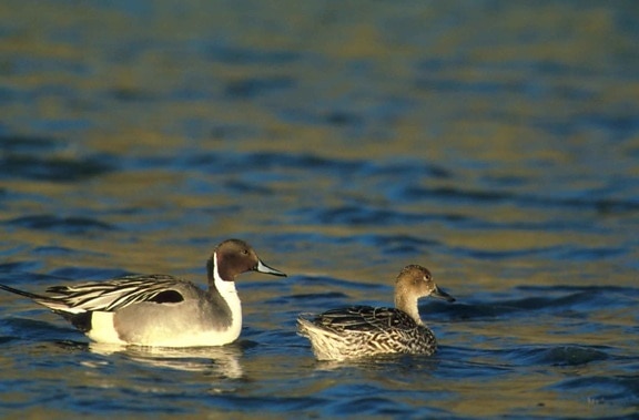 northern pintail, duck, pair, water