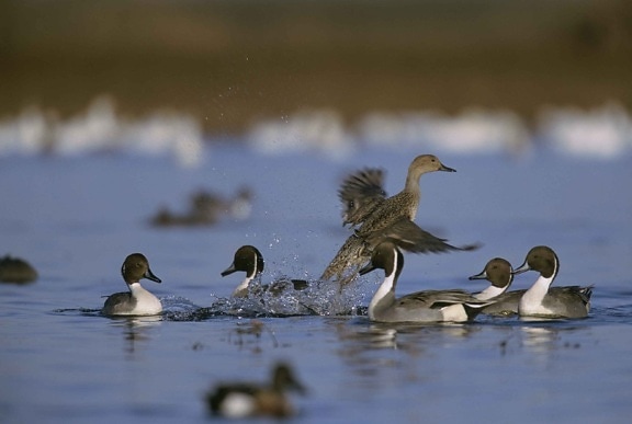 Шилоопашата патица, flock, вода