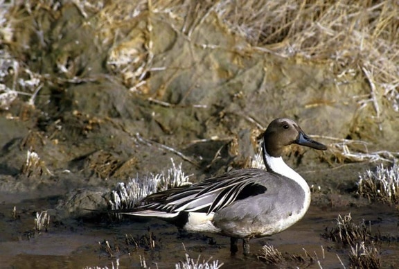 northern pintail, male, dusk