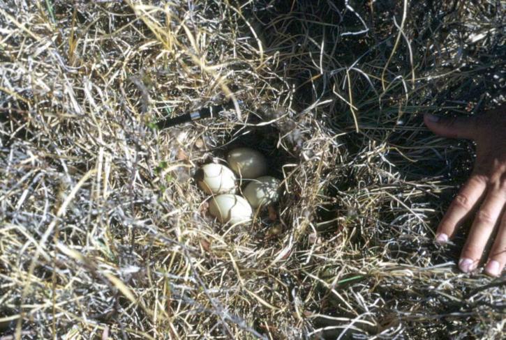 Pintail, eend, nest, eieren