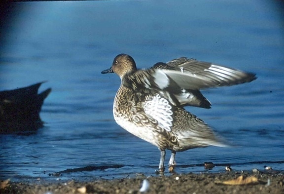 pintail, duck, stretch, wings, flight