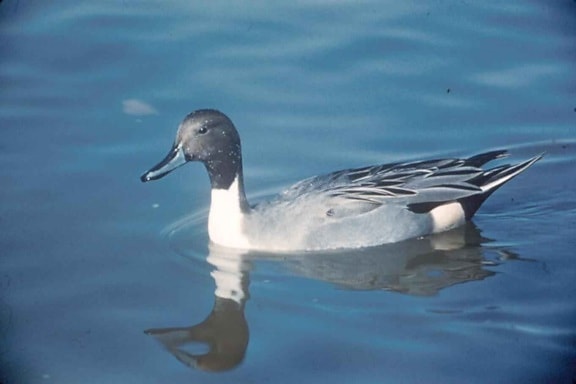 pintail, duck, swimming, water, up-close, image, anas acuta
