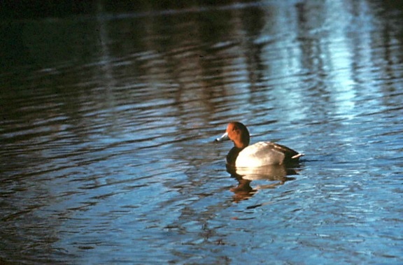 red, head, duck, male, swimming, lake