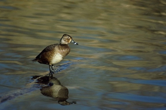 ring, necked, duck, female, aythya collaris, stands, log, water