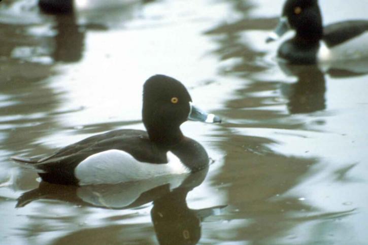 ring, necked, duck, male, water
