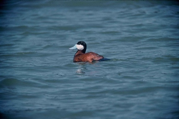 ruddy, duck, bird, swimming, oxyura jamaicensis