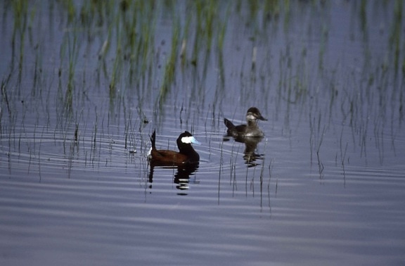 ruddy, duck, pair, swimming, oxyura jamaicensis
