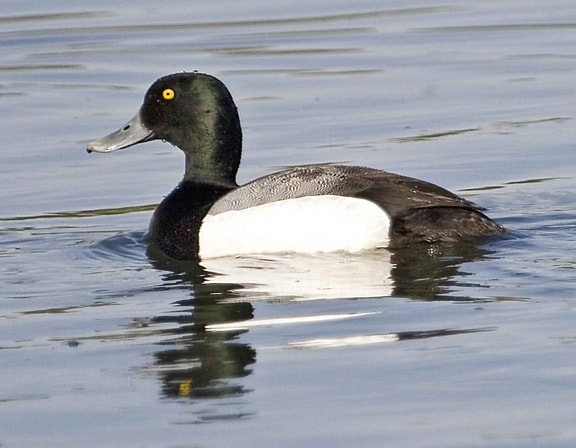 duck, waterfowl, greater, scaup, drake