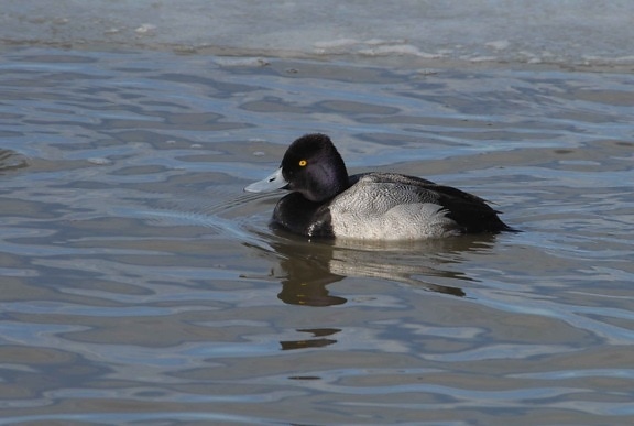 minore scaup uccello, di sesso maschile, Aythya affinis