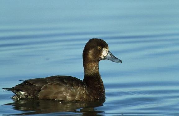 minore scaup uccello, uccelli acquatici, Aythya affinis