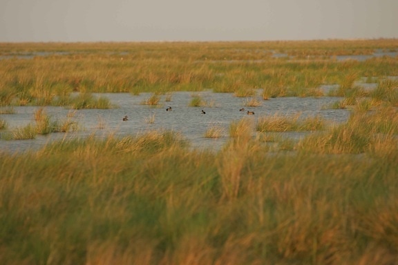 several, ducks, gather, breakfast, marsh, refuge