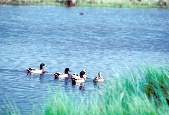 several, male, female, mallard, ducks, breeding, plumage