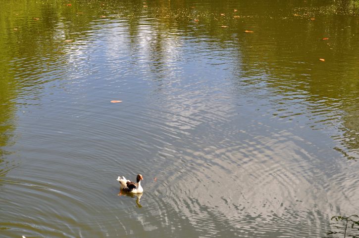 single, domestic duck, nice, lake