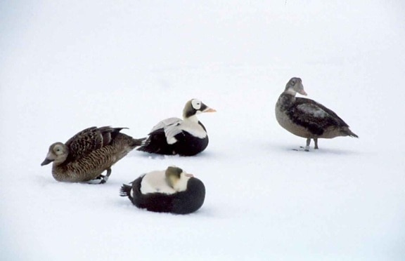 spectacled eider, birds, white snowy, background