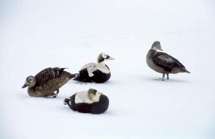 διοπροφόρος πουπουλόπαπια, πουλιά, λευκό χιόνι, υπόβαθρο