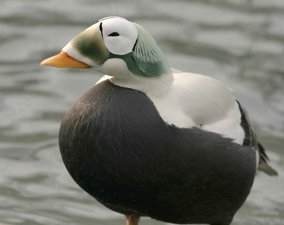 spectacled eider, canard, somateria, plumes, hiver, plumage