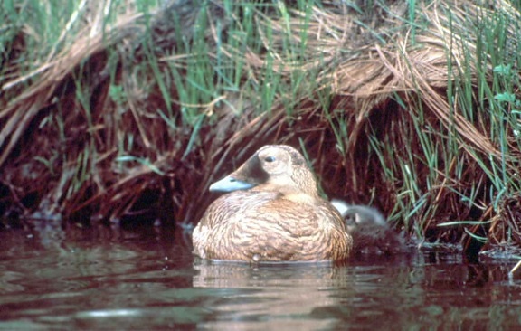 spectacled eider, female, little, ducks, swimming, river