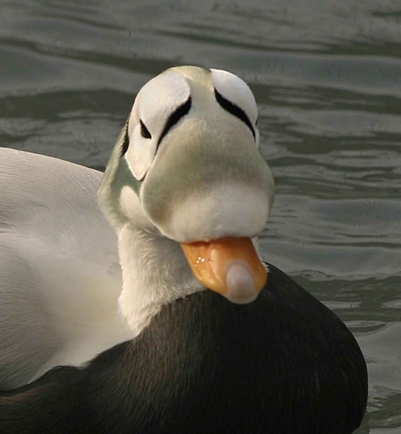 spectacled eider, male