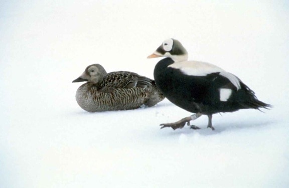 spectacled eider, male, female, white snowy, background