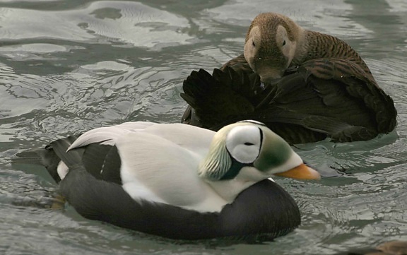 spectacled eider, male, female, pair