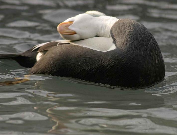 spectacled eider, male, bird, feathers, mating season