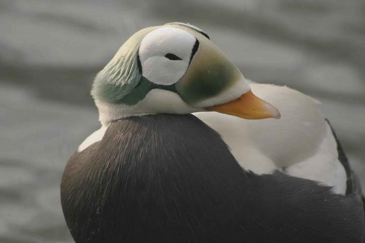 spectacled eider, male, duck, winter, plumage
