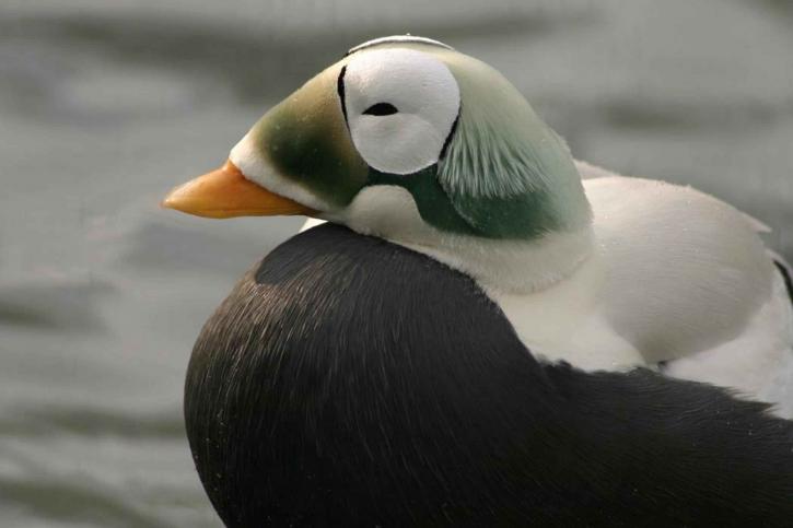spectacled eider, male, head, details, up-close, image