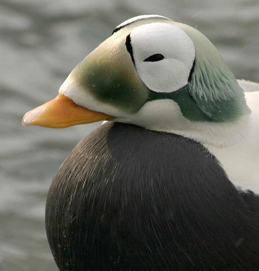 spectacled eider, male, head, details, picture