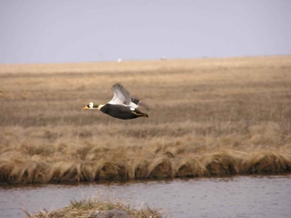 spectacled eider, male, flight, close