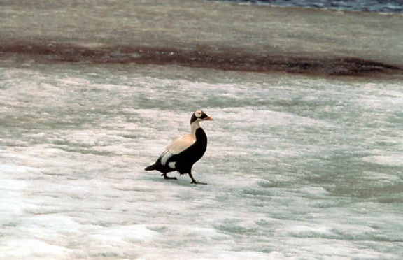 spectacled eider, male, walking, snow