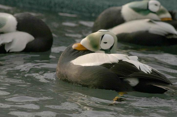spectacled eider, males